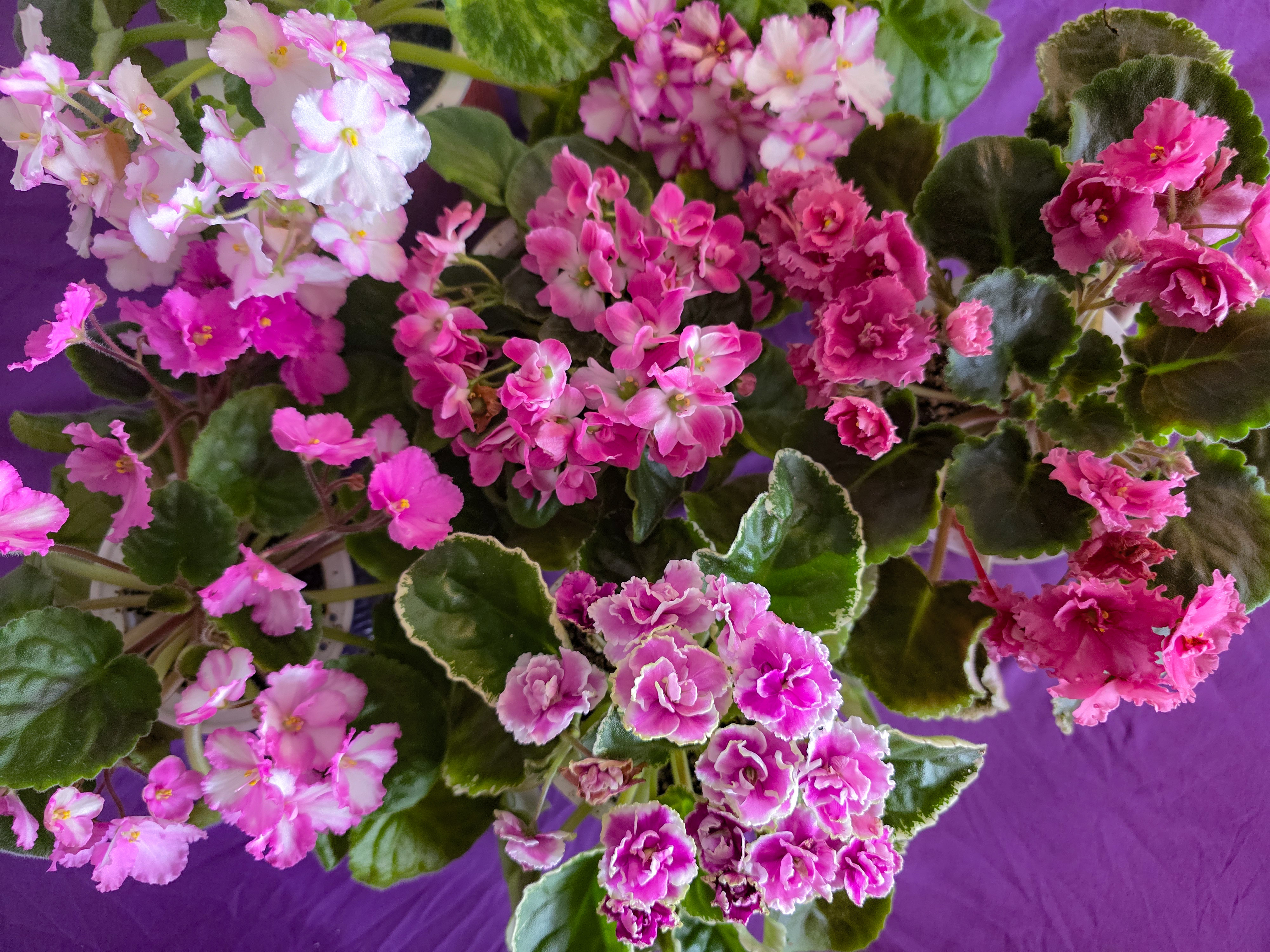 African Violet Show - Photo by Lei Wen