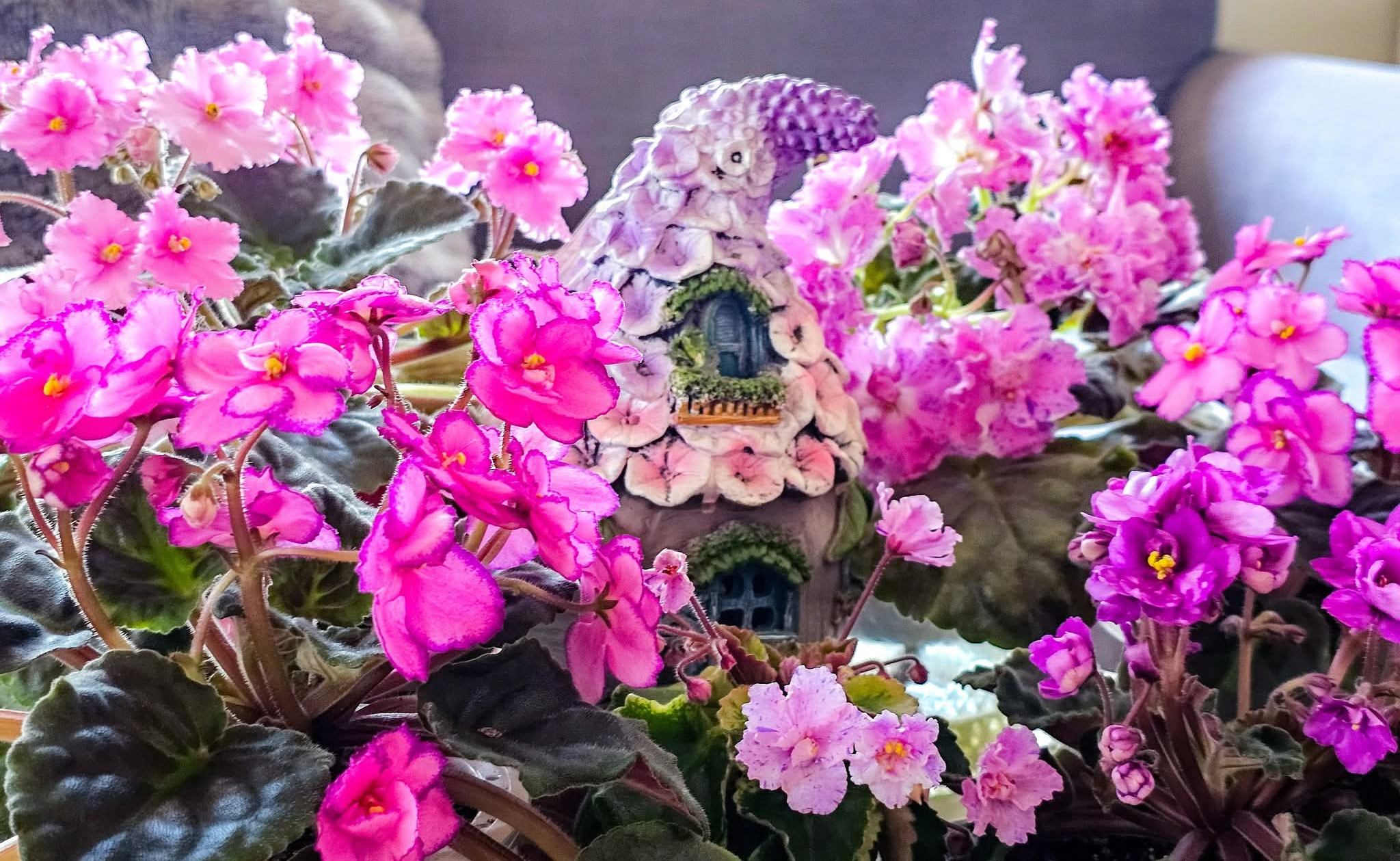 African Violet Show - Photo by Lei Wen