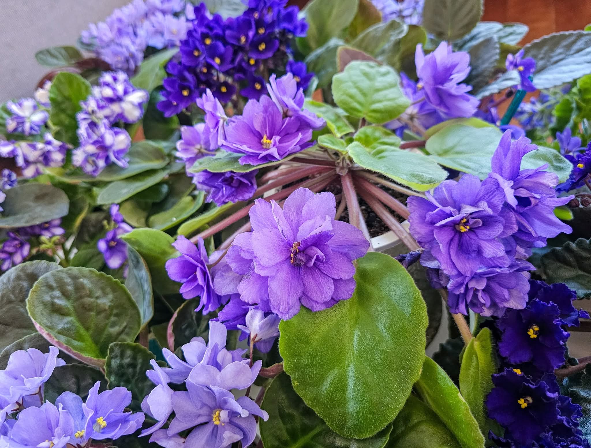 African Violet Show - Photo by Lei Wen